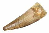 Juvenile Fossil Spinosaurus Tooth - Real Dinosaur Tooth #264811-1